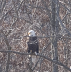 picture of Hammond Dam Eagle